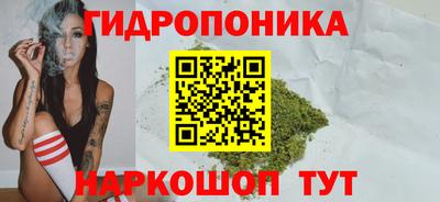 стаф Кингисепп